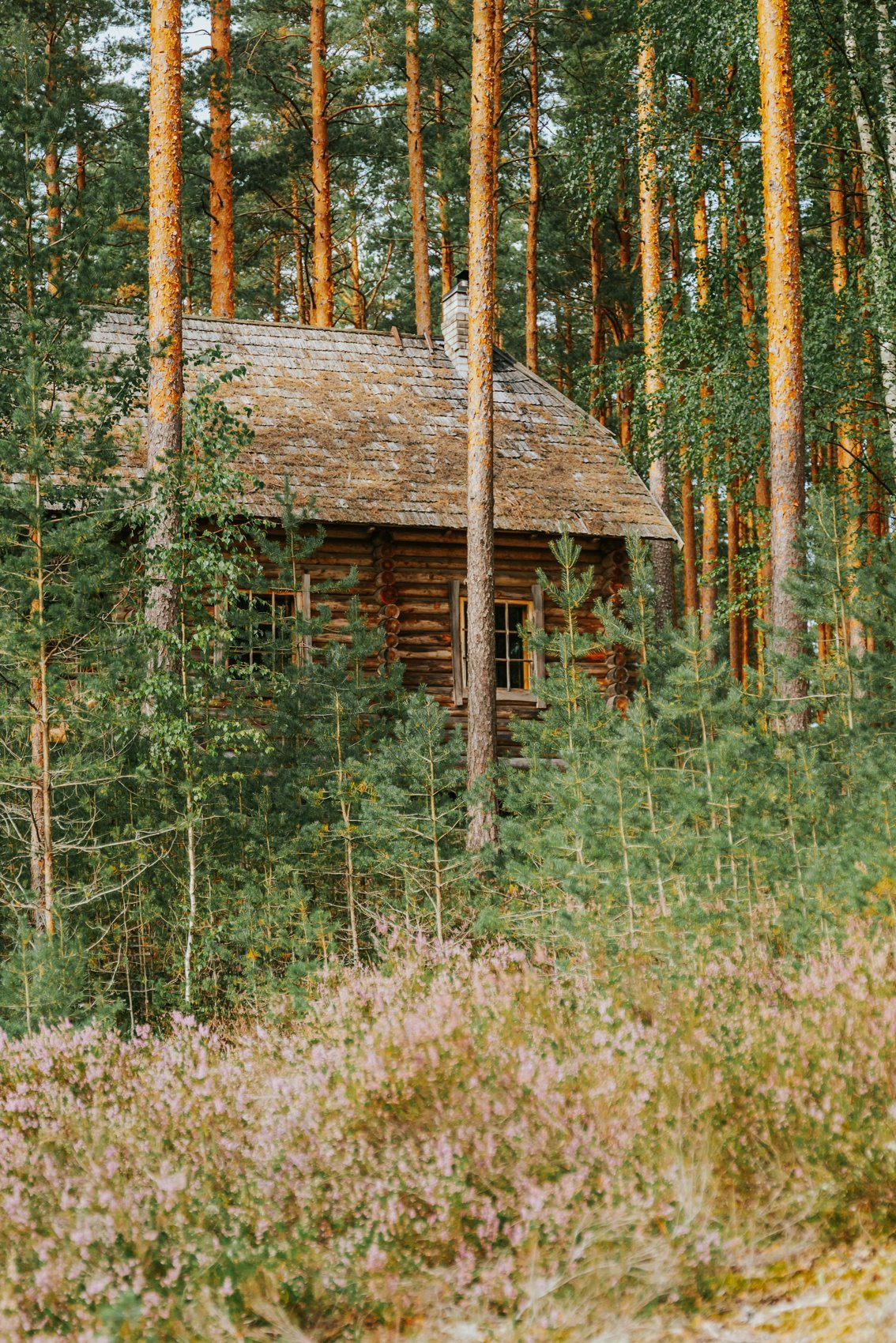 Woodland cabin surrounded by trees